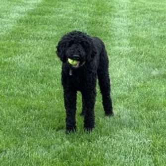 Wolfie, an irish wolfhound-poodle mix, that is ASM's welcome ambassador.